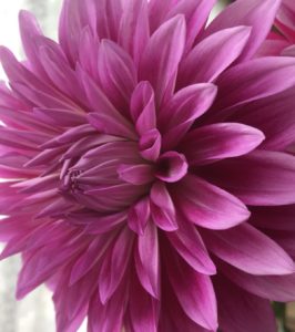 image: flower, dalia "Eagle Eye"