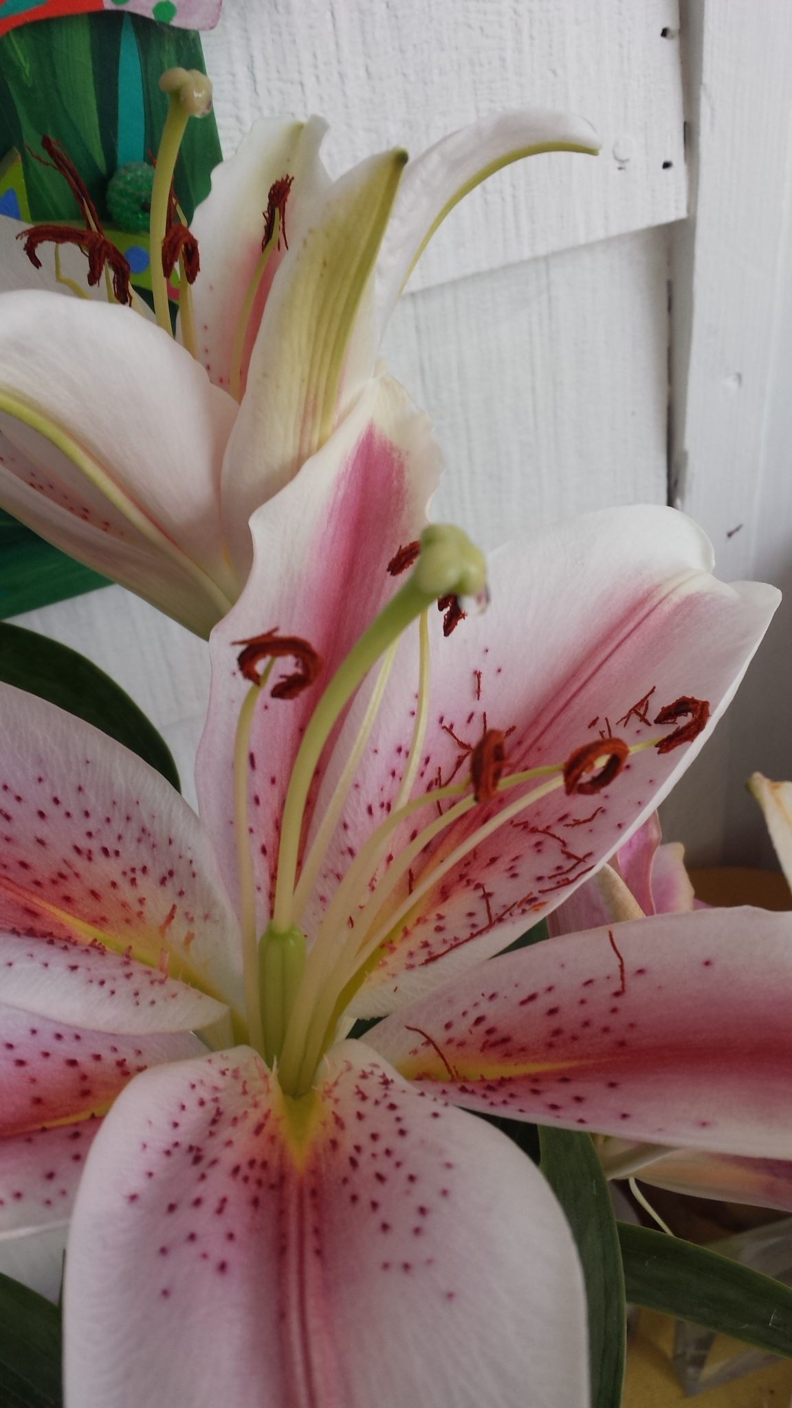 ユリの花から美容液