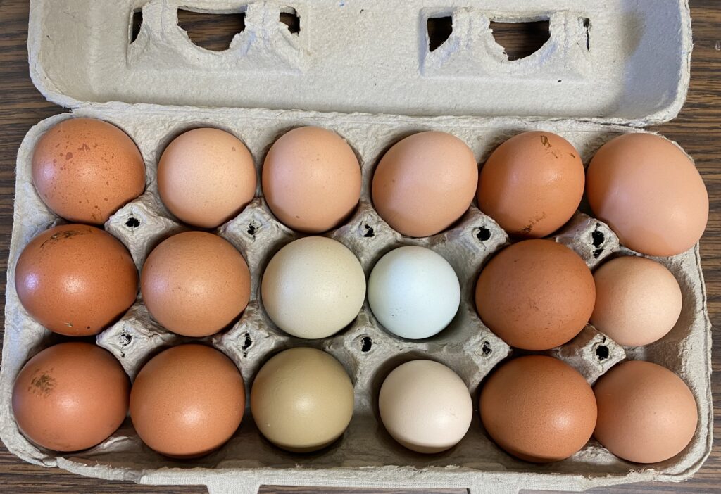 Farm Fresh Eggs 取れたて産直卵