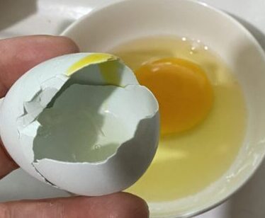 白い卵の中は青っぽい